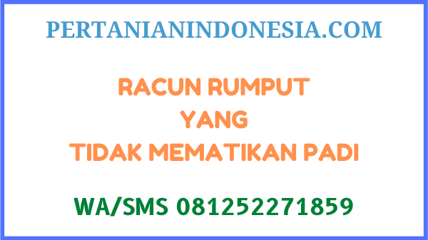 Racun Rumput Yang Tidak Mematikan Padi Terbaik Harga Murah